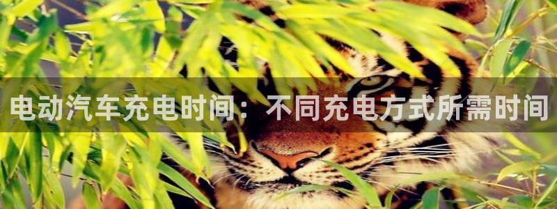 威廉看球